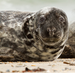 Image showing A grey seal