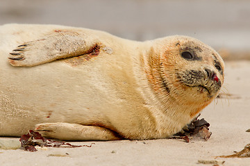 Image showing A common seal