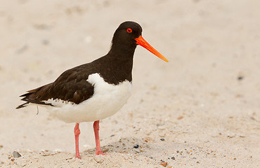 Image showing An oystercatcher