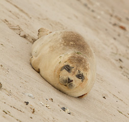 Image showing A common seal