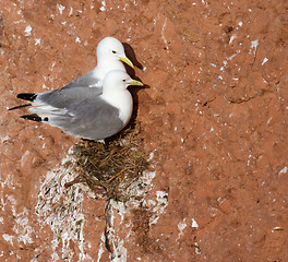 Image showing A pair of seagulls nesting