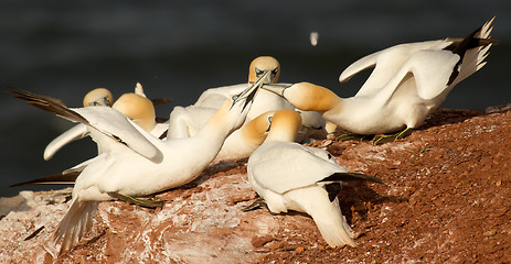 Image showing Two couples fighting