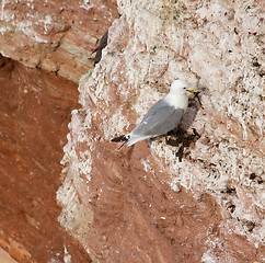 Image showing A pair of seagulls nesting 