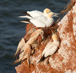 Image showing A deceased gannet