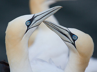 Image showing Loving couple of gannets