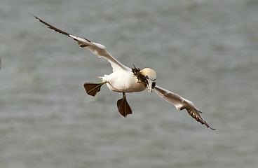 Image showing A gannet above the sea