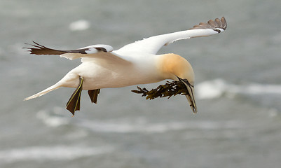 Image showing A gannet above the sea