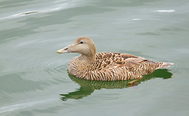 Image showing A common eider