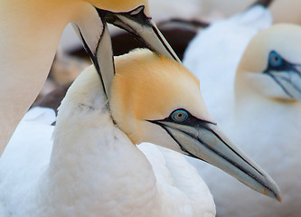 Image showing A loving couple of gannets