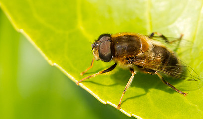 Image showing A close-up of a bee