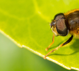 Image showing A close-up of a bee