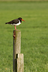 Image showing An oystercatcher on a pole