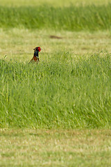 Image showing A pheasant in a field