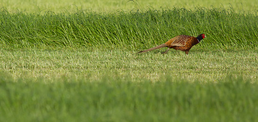 Image showing A pheasant in a field