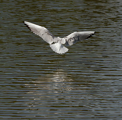 Image showing A seagull is flying