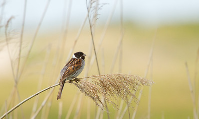 Image showing A sedge warbler