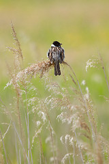 Image showing A sedge warbler