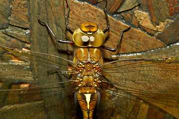 Image showing A close-up of a dragonfly