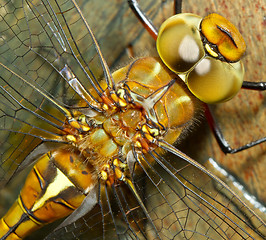 Image showing A close-up of a dragonfly