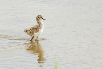 Image showing A young common redshank