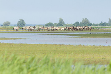 Image showing A group of Konik horses