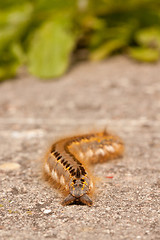 Image showing A caterpillar