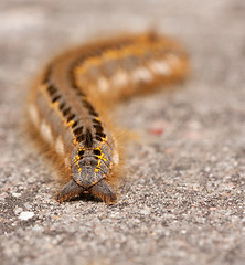 Image showing A caterpillar 