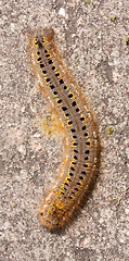 Image showing A caterpillar 