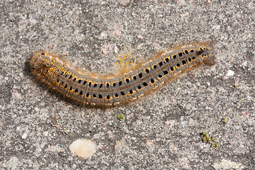 Image showing A caterpillar 