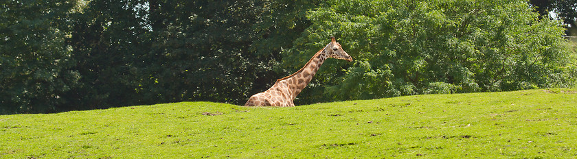 Image showing A giraffe in a dutch zoo 