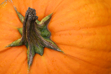 Image showing Pumpkin Background