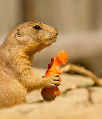 Image showing A prairie dog is eating