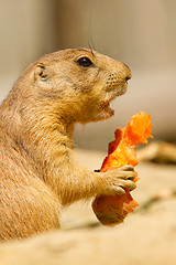Image showing A prairie dog is eating