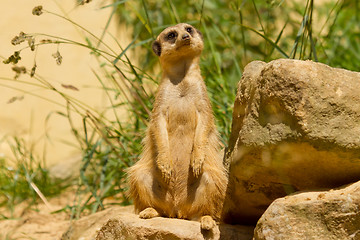 Image showing A suricata on the watch