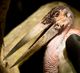 Image showing A close-up of an marabu 