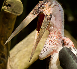 Image showing A close-up of an marabu 