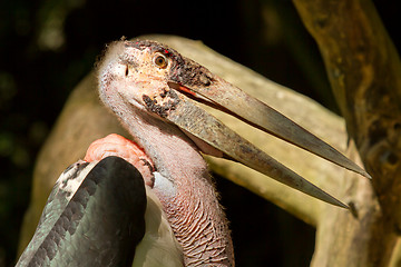 Image showing A close-up of an marabu 