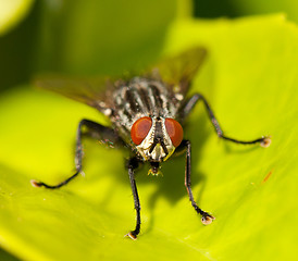 Image showing A housefly