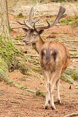 Image showing A red deer in the woods