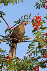Image showing A blackbird is eating