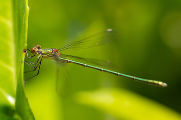 Image showing A dragonfly on a leaf