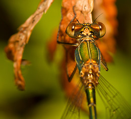 Image showing A dragonfly on a leaf