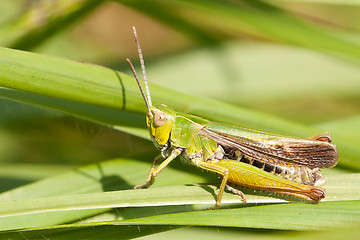 Image showing A grasshopper on the grass