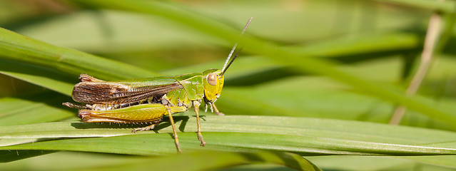 Image showing A grasshopper on the grass