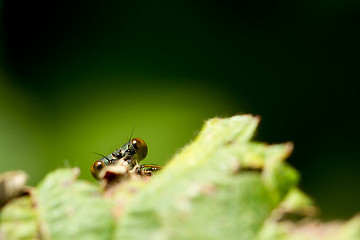 Image showing A dragonfly on a leaf