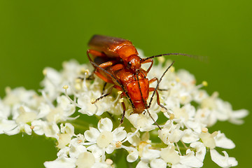 Image showing Beetle Rhagonycha fulva