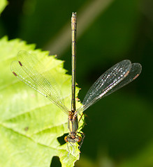 Image showing A dragonfly on a leaf