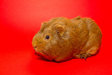 Image showing A guinea pig 