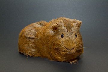 Image showing A guinea pig 