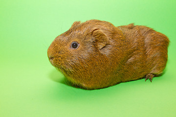 Image showing A guinea pig 